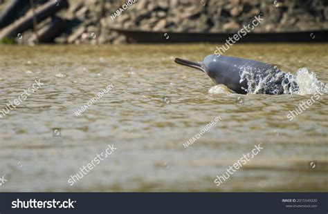 6 Indus Dolphin Endangered Images, Stock Photos & Vectors | Shutterstock