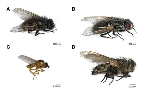 FIGURE E Fly species hibernating in water towers in Flanders, Belgium ...