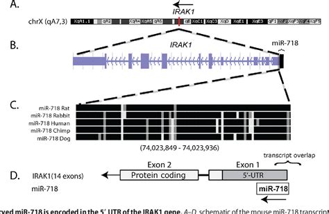 Figure 1 From MiR 718 Represses Proinflammatory Cytokine Production