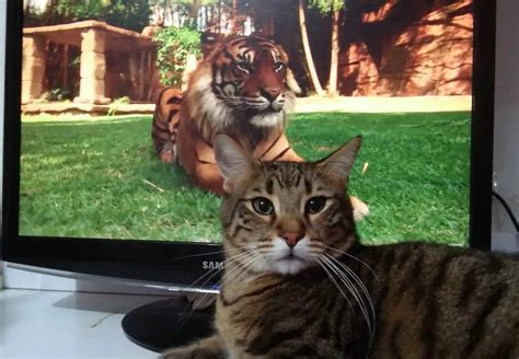 Tiger and cat - Our Planet