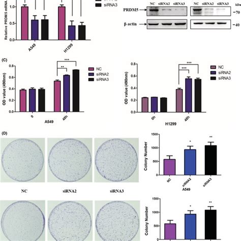 Overexpression Of PRDM5 Suppresses Tumor Growth In Nude Mice