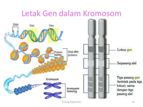 Dna Gen Dan Kromosom