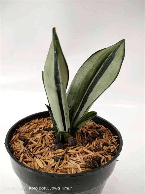 Sansevieria Trifasciata Brazilian Moonshine Bare Rooted M