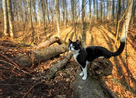 El gato blanco y negro se sienta en un árbol talado en el bosque de