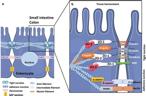 The Intercellular Junctions Between Enterocytes At The Digestive