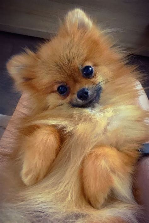 Pin By Diana Nealon On Pomeranian Pooches Cute Animals Puppies Cute