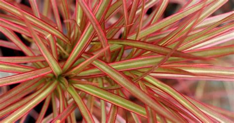 Dracaena Marginata Care Growing The Red Edged Madagascar Dragon Tree