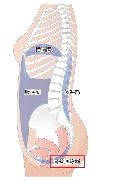 ぽっこりお腹の原因、実は内もも？ぽっこりお腹もぷよぷよ内ももにも効く簡単寝たままトレーニング ヨガジャーナルオンライン