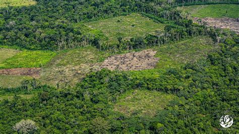 El Por Qu Y El C Mo De La Deforestaci N En La Amazon A Colombiana