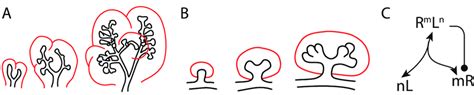 Branching Morphogenesis A B Lung And Kidney Branching Pattern