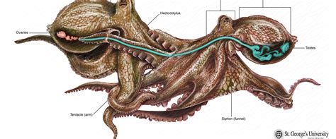 How Octopus Reproduce