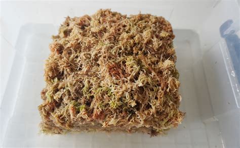 Yilotuce Oz Sphagnum Moss For Plants Premium Compressed Sphagnum