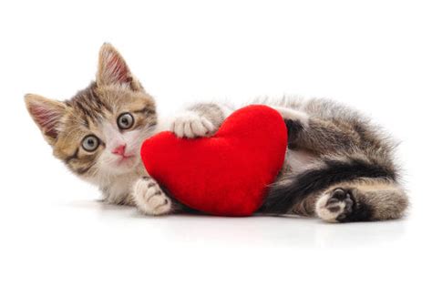 Valentines Day Cats Stock Photos Pictures And Royalty Free Images Istock