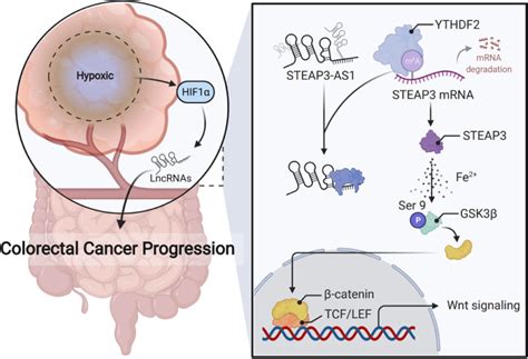 Hypoxia Induced Lncrna Steap As Activates Wnt Catenin Signaling To