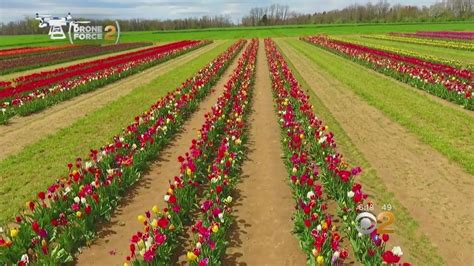 Tulip Flower Gardens In Nj Fasci Garden