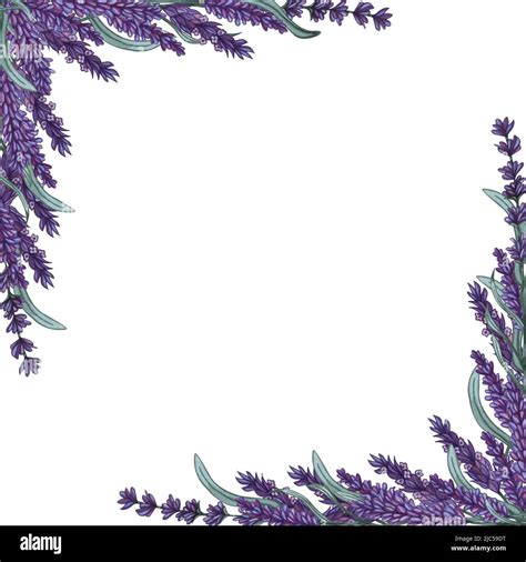 Lavender Flowers Frame Watercolor Hand Drawn Background Lavender