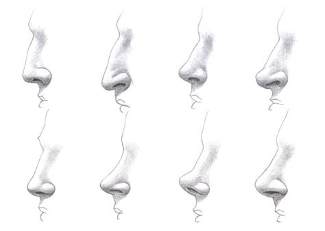 How To Draw Male Nose - Divisionhouse21