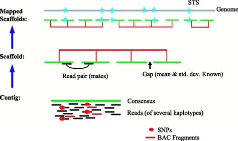 Human Genome Project Sequencing