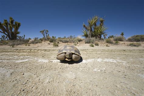 How Do Dogs Help With Desert Tortoise Conservation? - The Wolf Center