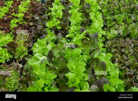 Green And Red Lettuce Seedlings Spring Cultivation Stock Photo Alamy