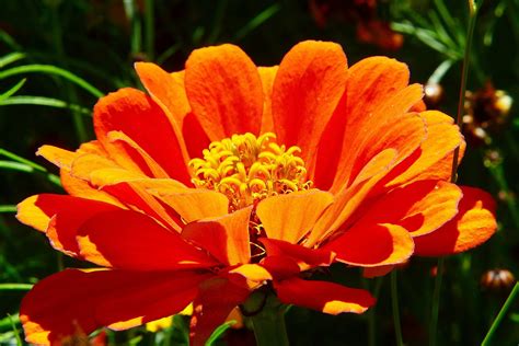 Zinnie Orange Blumenwiese Kostenloses Foto Auf Pixabay Pixabay