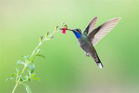 Blue Throated Mountain Gem ⋆ Tucson Audubon