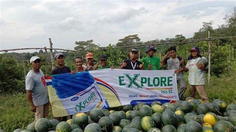 Produk Dgw Diminati Oleh Petani Buah Di Muarojambi