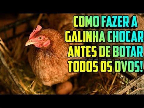 Como Fazer A Galinha Chocar Antes De Botar Todos Ovos YouTube