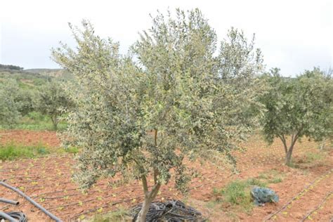 Different Olive Tree Varieties Progardentips