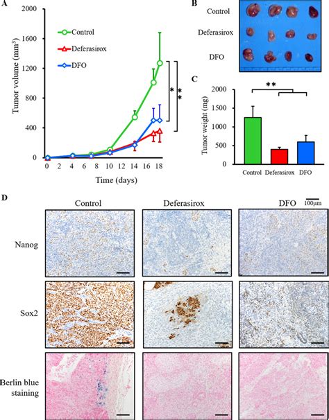 Iron Chelators Suppressed The Growth Of Csc Tumor Allografts And