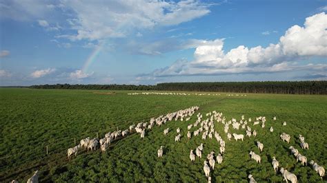 Futuro da pecuária de corte no Brasil Você está fazendo sua parte