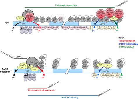 A Model Depicting The Role Of Paf1C In Regulation Of PolII Progression