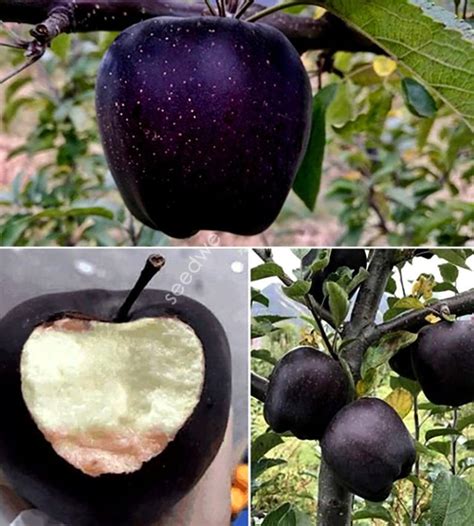 Black Diamond Apple Seeds | Home Design, Garden & Architecture Blog Magazine