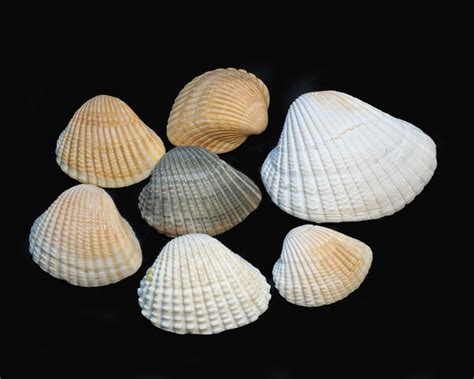 Curious Collectors Of Clam Shells Identification And Interesting Facts Hubpages