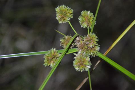 Cyperus Entrerianus · Biodiversity4all
