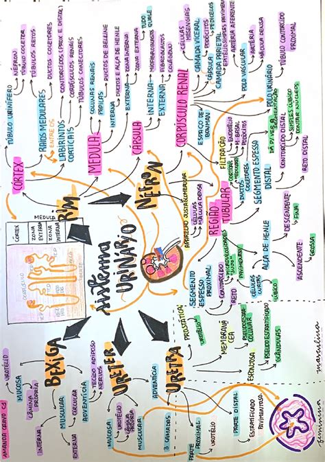 MAPA MENTAL HISTOLOGIA DO SISTEMA URINÁRIO Histologia I