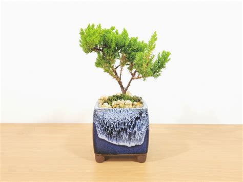 Drip Pot Square With Bonsai Tree Or House Plant Pack