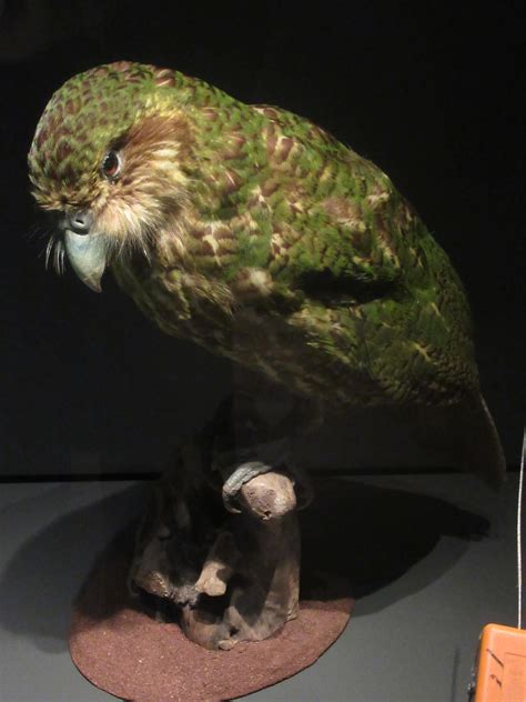 Kakapo By Codetski101 On Deviantart