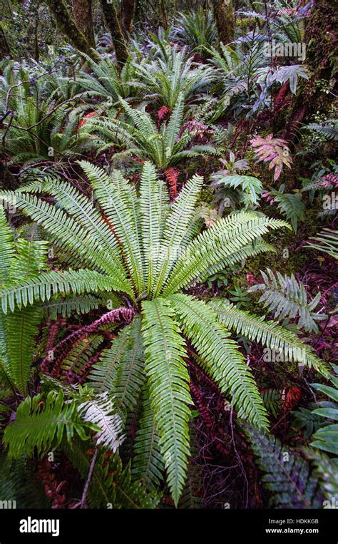 Crown Fern Hi Res Stock Photography And Images Alamy