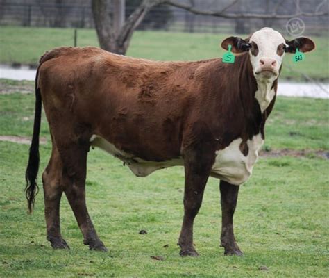 18 Braford Tigerstripe Bred Heifers For Sale In Klondike Texas