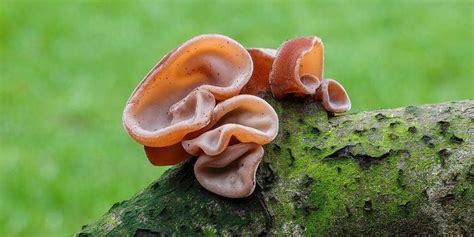 The Skin Promoting Wonders Of Jews Ear Mushroom