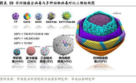 口蹄疫病毒结构 行业研究数据 小牛行研
