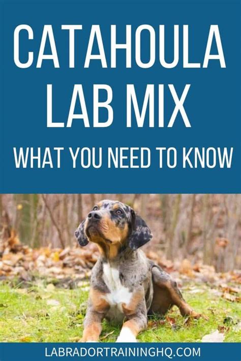 Catahoula Lab Mixes A Low Shedding And Playful Pup