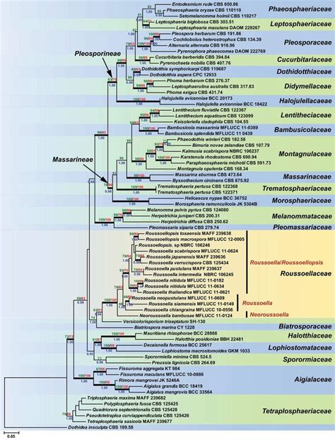 RAxML tree based on a combined LSU TEF1α and RPB2 sequence dataset