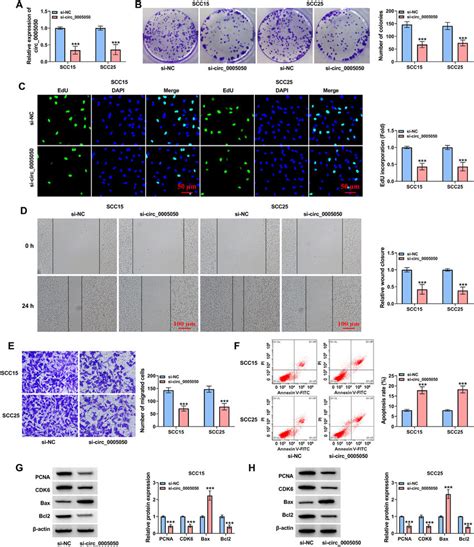 Knockdown Of Circ Suppressed The Malignant Biological Behavior