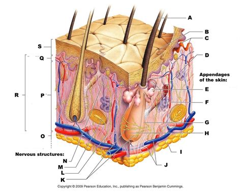 A P Integumentary System Set 2 B Component Parts Of The Skin