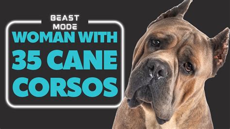 Why Does This Woman Love Cane Corso Dogs So Much Youtube