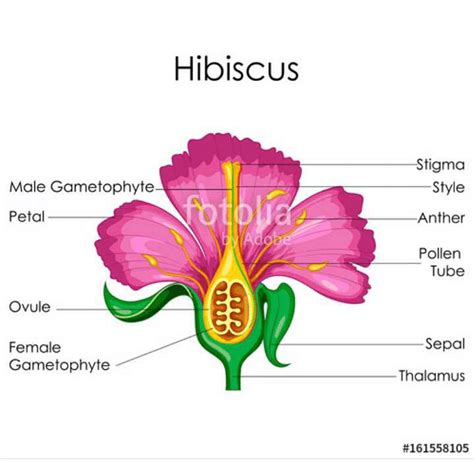 Describe the structure of a flower in angiosperm which suitable diagram ...