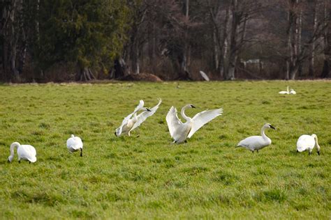 Trumpeter Swans Landing 2 Swans Land In A Field Near Bow Flickr