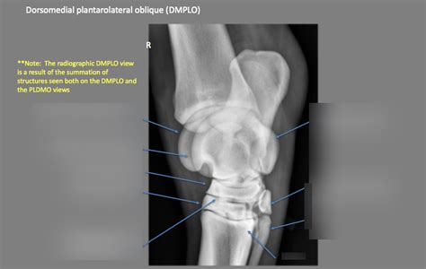 VM625 DMPLO Equine Tarsus Diagram Quizlet